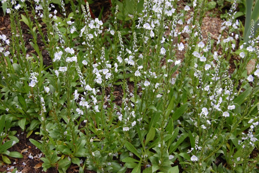 Veronica gentianoides