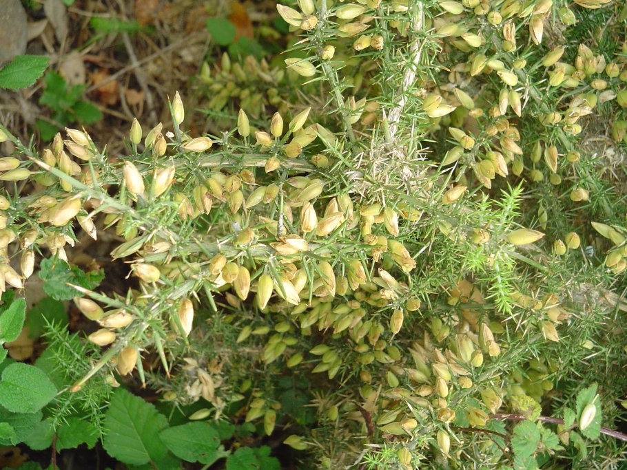 Veronica gentianoides