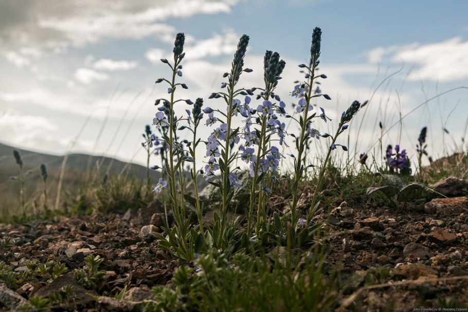Вероника Кавказская Кавказ