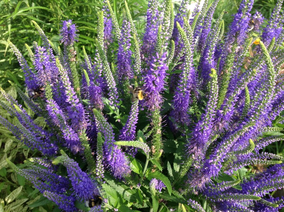 Вероника колосковая Ромили перпл