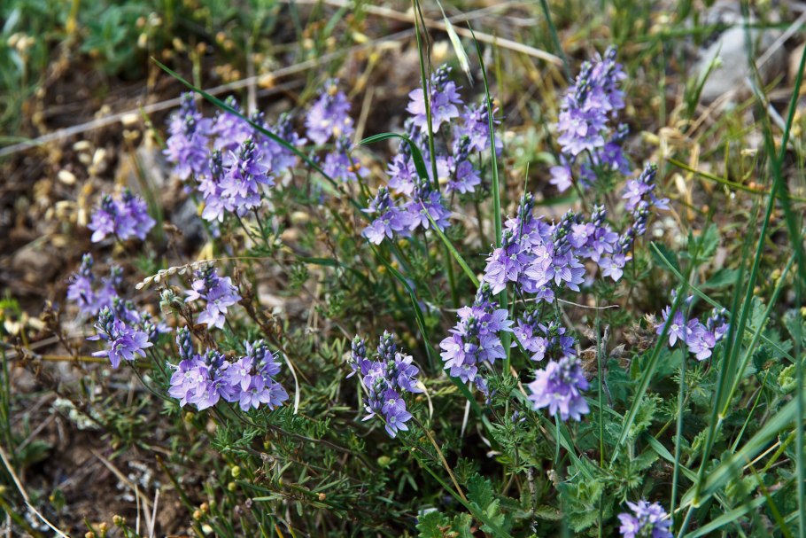 Veronica gentianoides