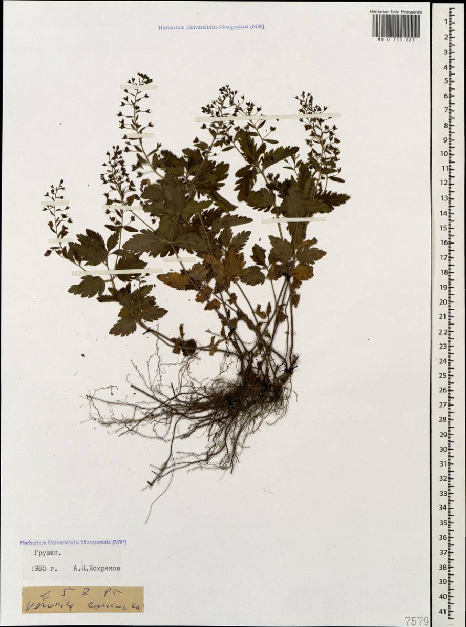 Многолетний почвопокровник Дриада цветок