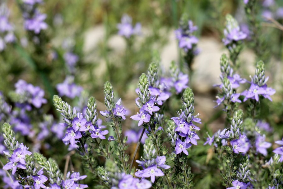 Шалфей Дубравный Маркус