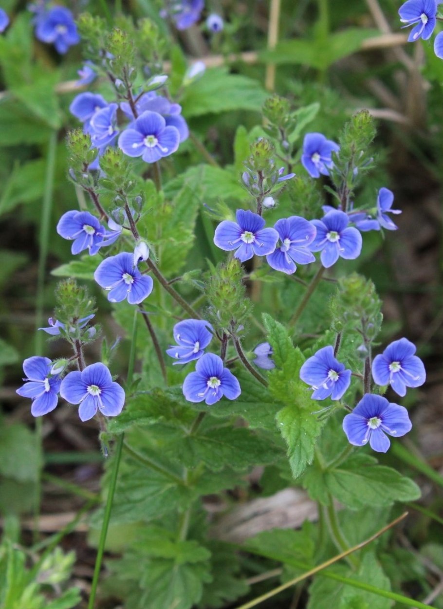 Вероника желтая растение