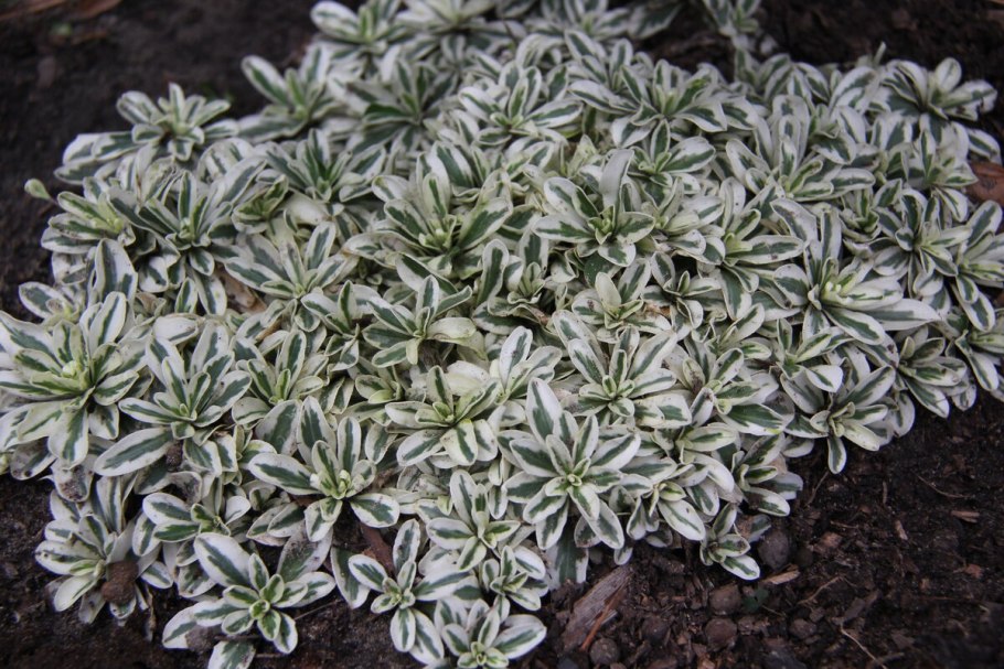 Растение Вероника длиннолистная