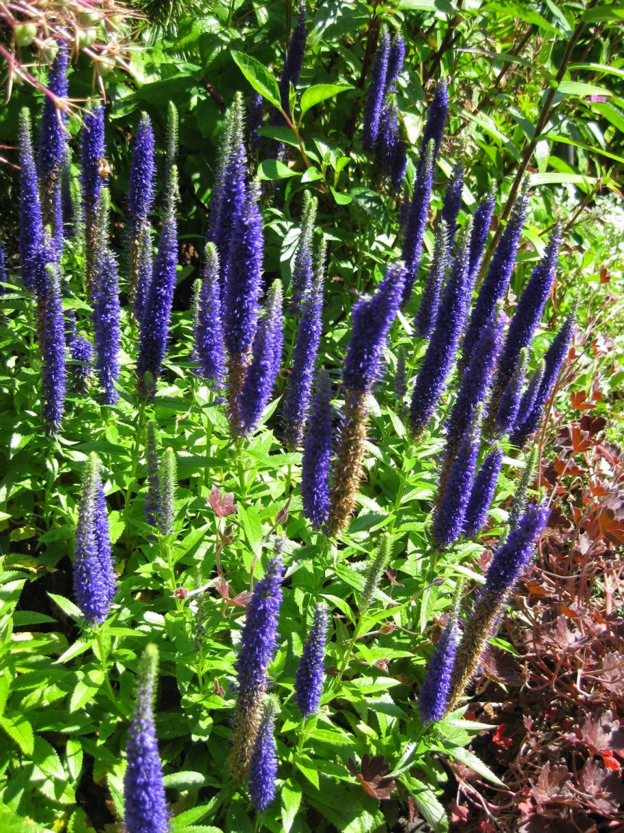 Вероника колосковая (veronica spicata )