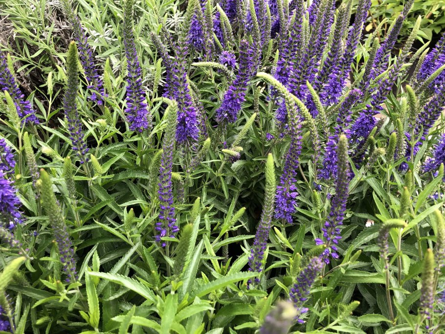 Вероника длиннолистная (Veronica longifolia &#96;Blue Tone&#96;)