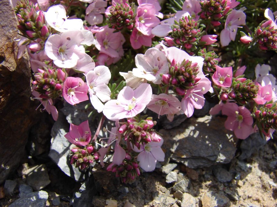 Вероника многораздельная