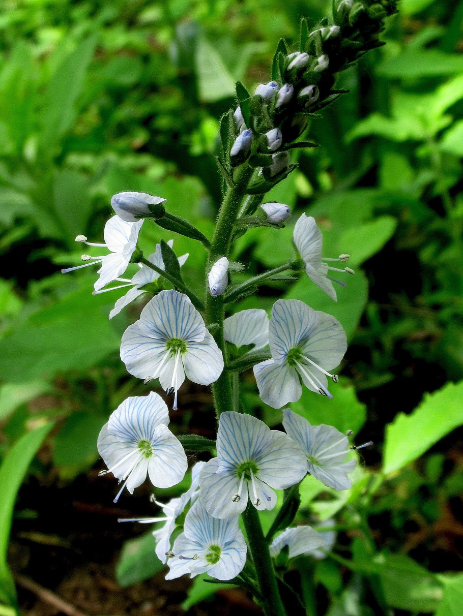 Растение вероника горечавковая