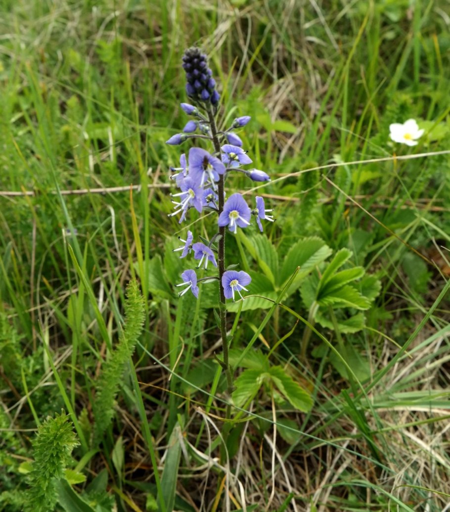 Veronica glareosa