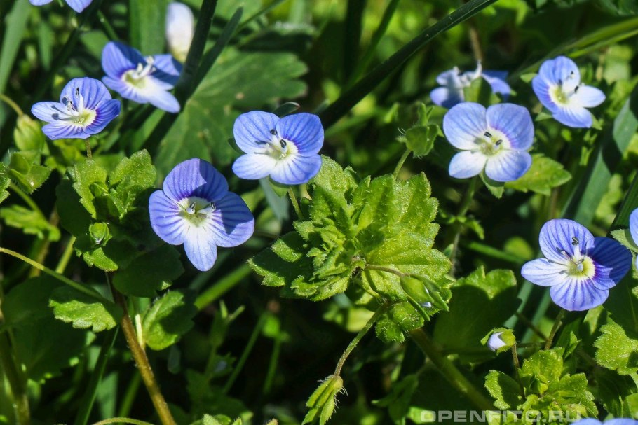 Растения эндемики горы Фишт