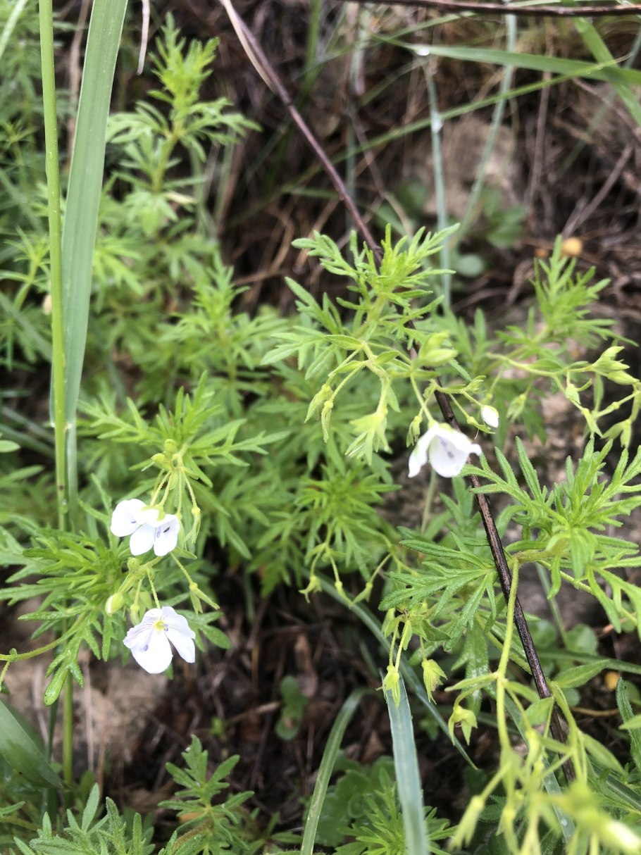 Вероника Альпийская фото