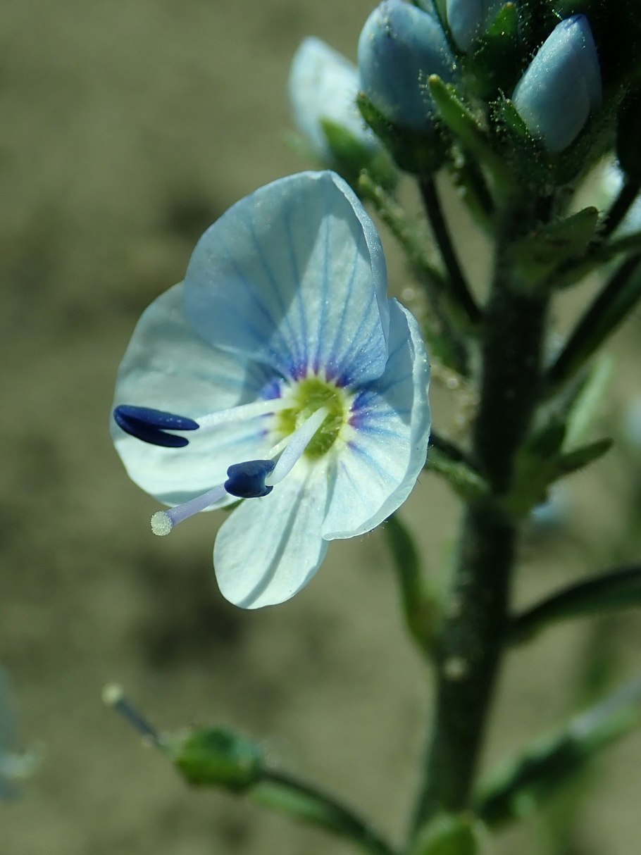 Растение Вероника длиннолистная