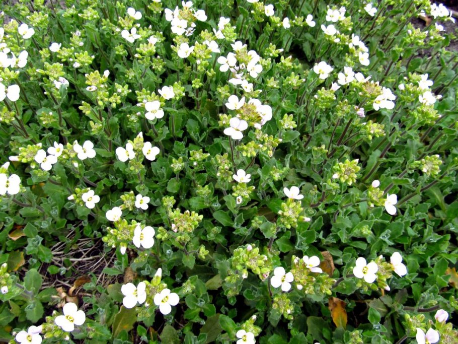 Арабис Вариегата