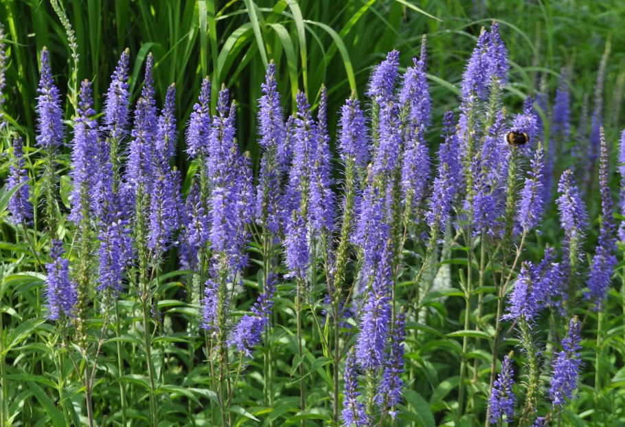 Veronica sibirica