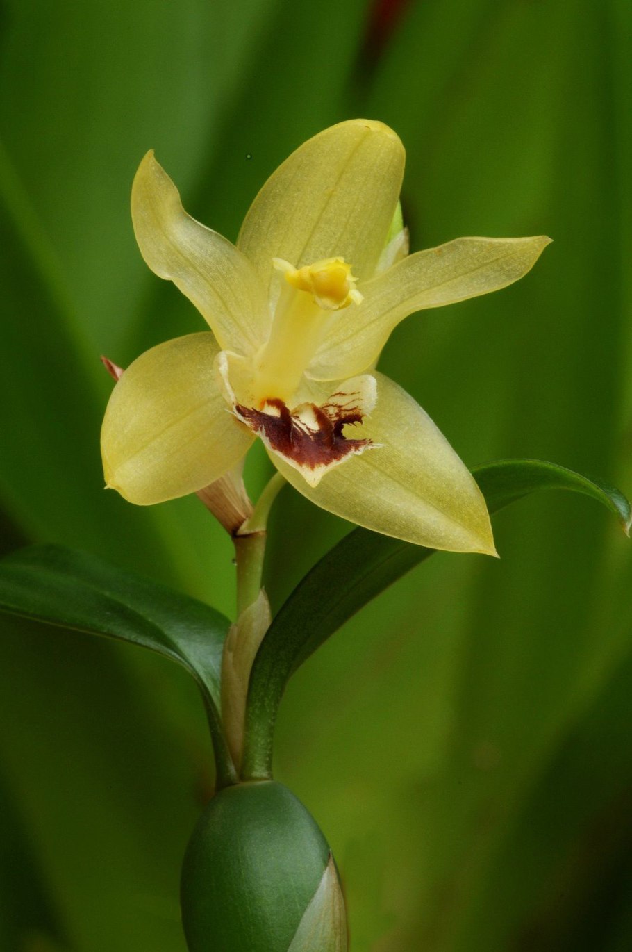 Разновидности цветов