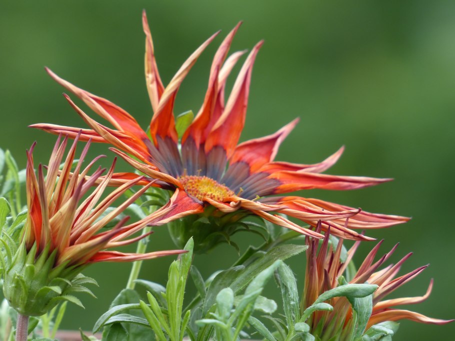 Кэнди бар золото серебро