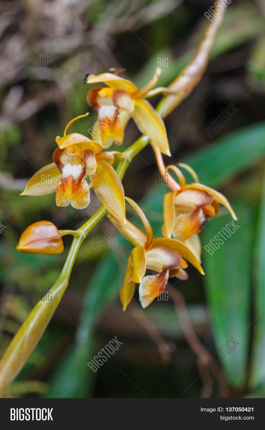 Целогина pholidotoides