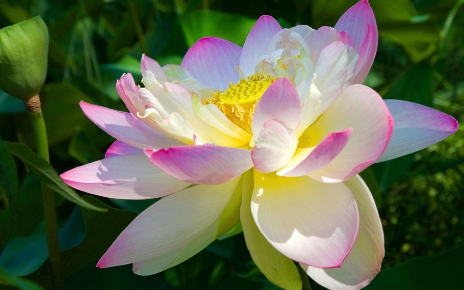 Монарда Кембридж Скарлет