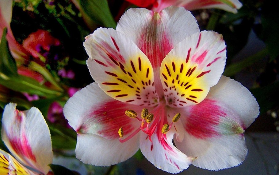 Оделия Лотос