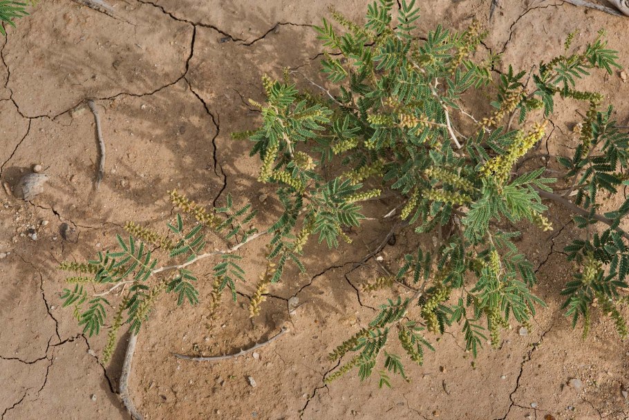 Nitraria sibirica рисунок