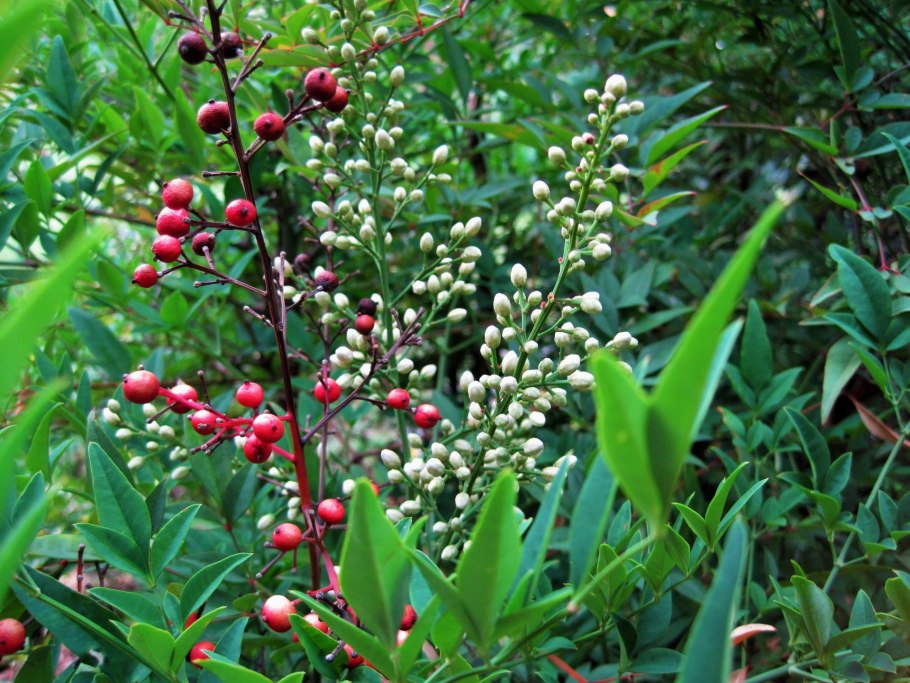 Куст в пустыне с ягодами