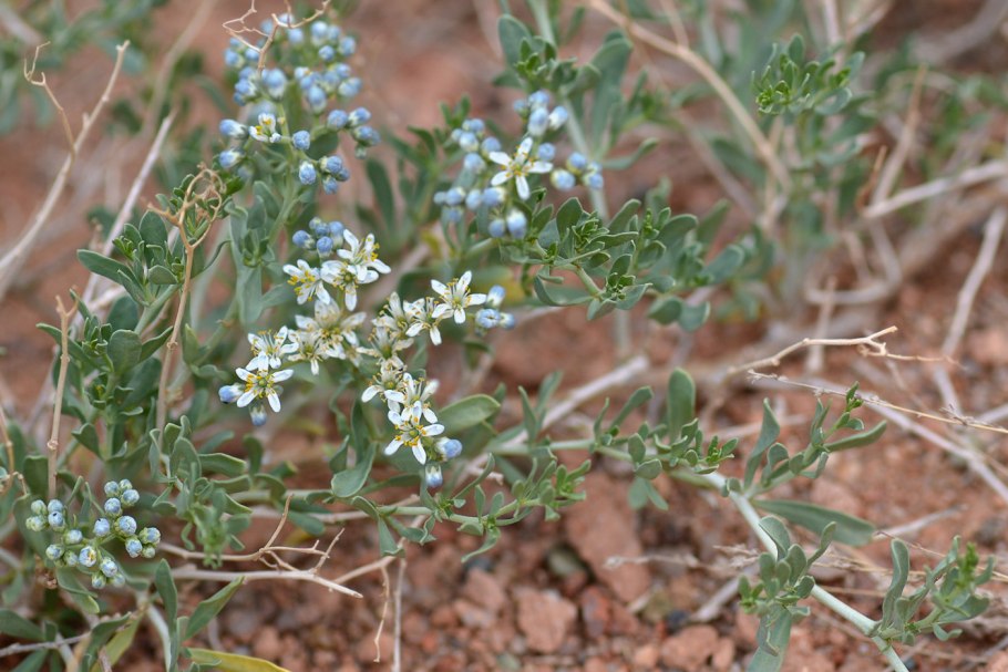 Nitraria schoberi