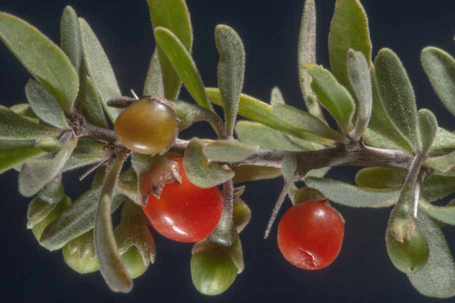 Растение солянка холмовая