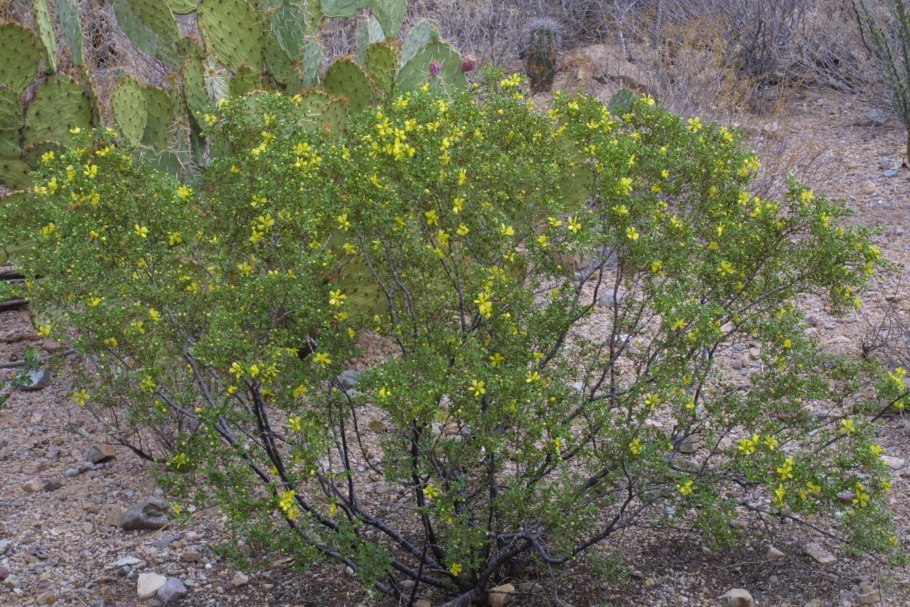 Креозотовый куст larrea tridentata