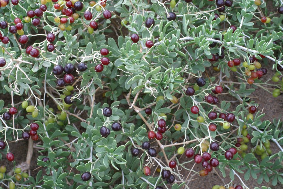 Селитрянка притуплённая