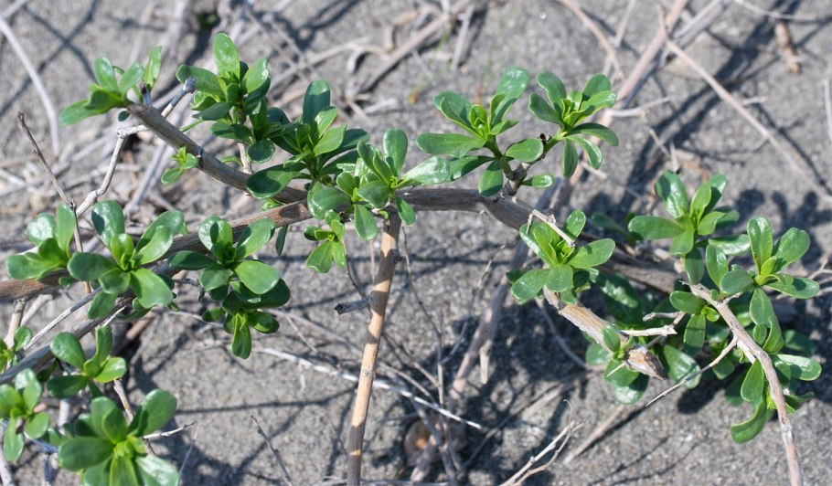 Nitraria sibirica