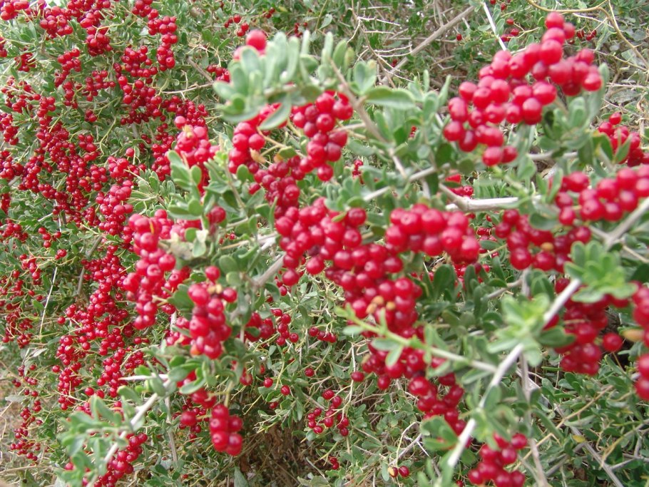 Нитрария Шобера