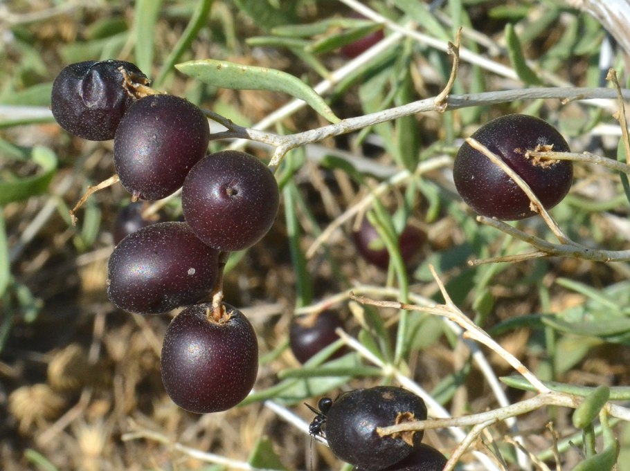 Ягода Селитрянка Сибирская