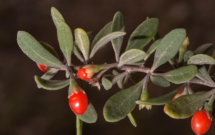 Селитрянка притуплённая