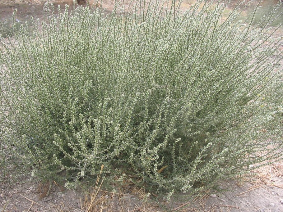 Salsola tragus