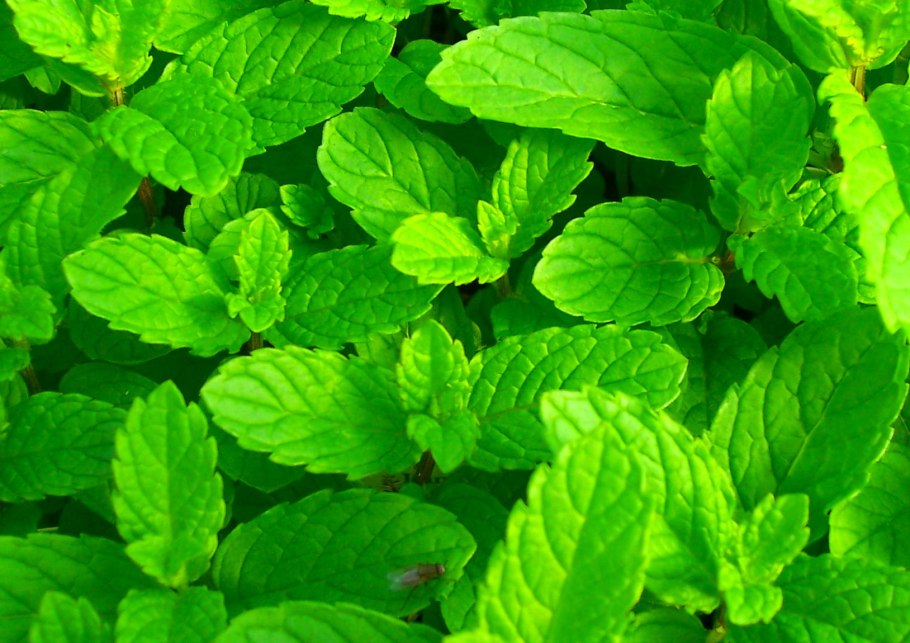 Мята Альмира Земляничная