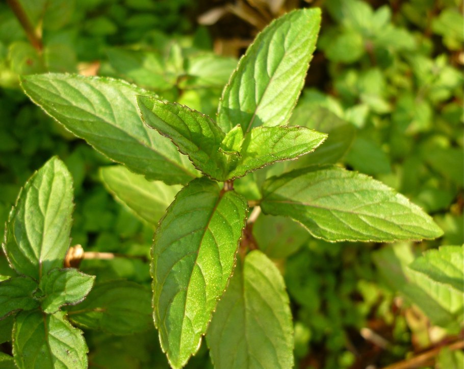 Мята земляничная ( mentha species erdbeerminze)