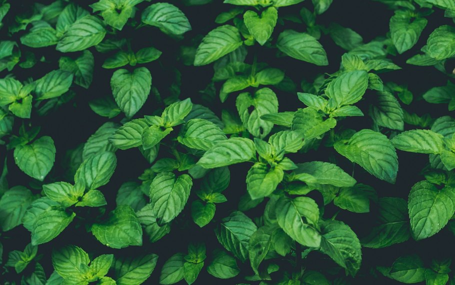 Мята 50г мельница