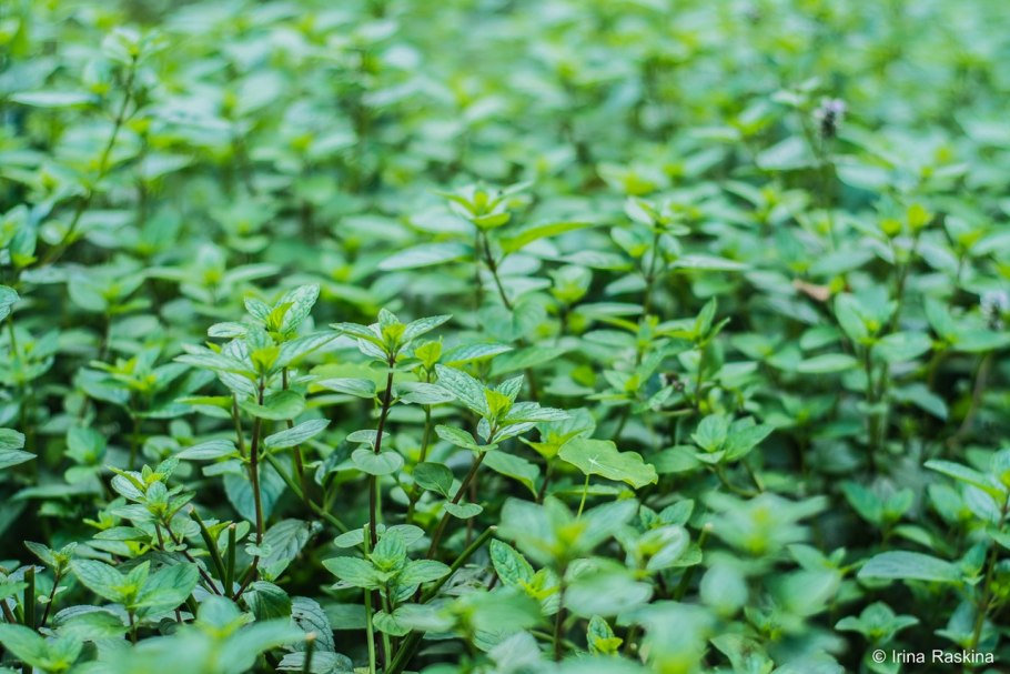 Болотная мята омбало