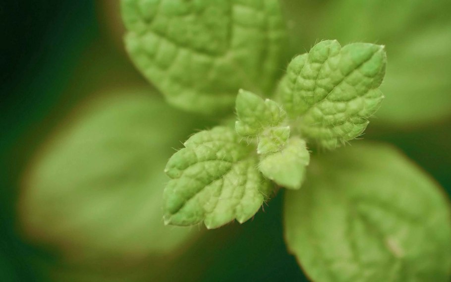 Мелисса круглолистная