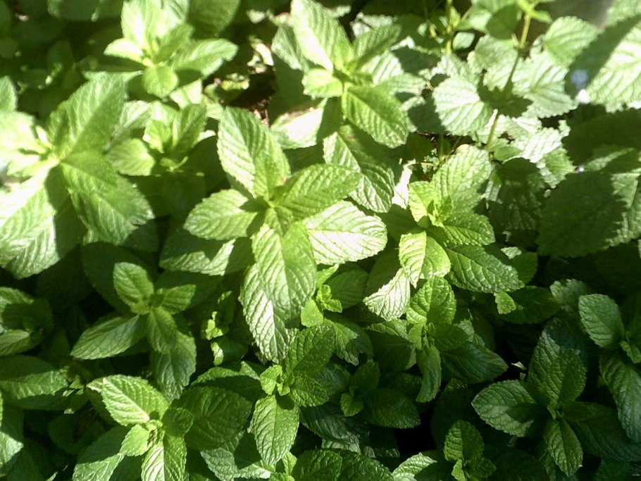 Мята spicata Spanish