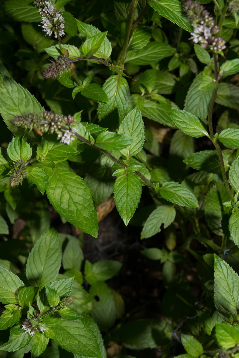 Mentha spicata мята колосистая