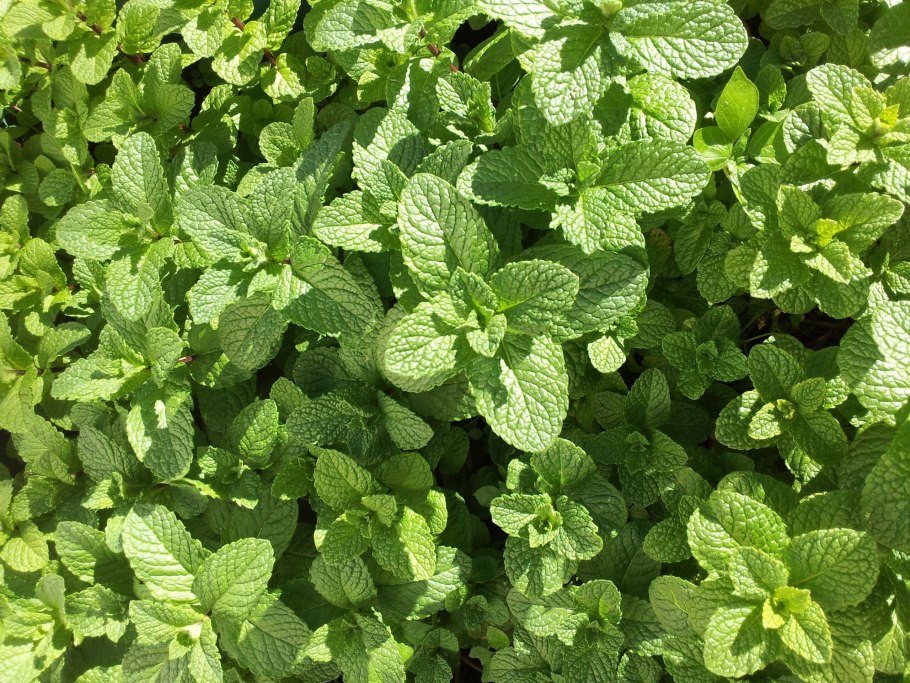Mentha suaveolens