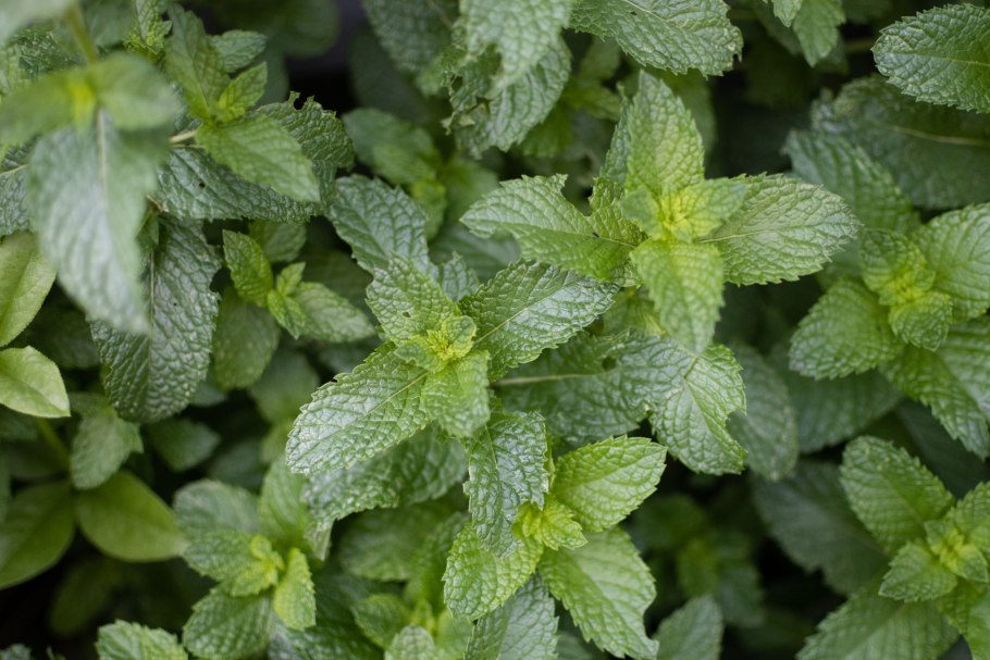 Мята ментоловая фото