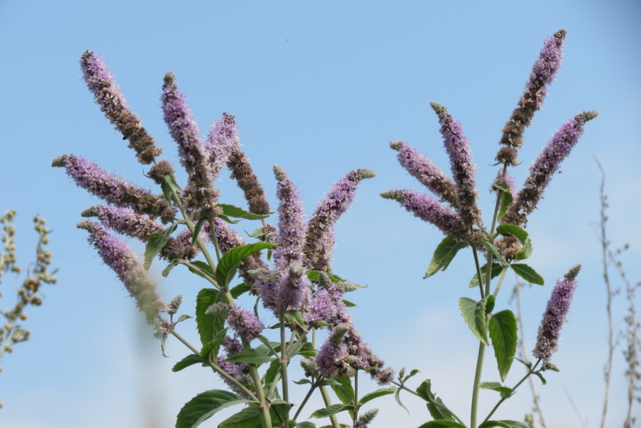 Мята азиатская