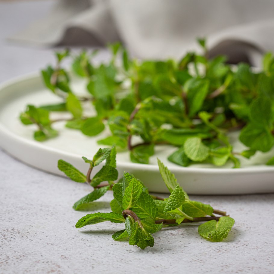 Мята свежая