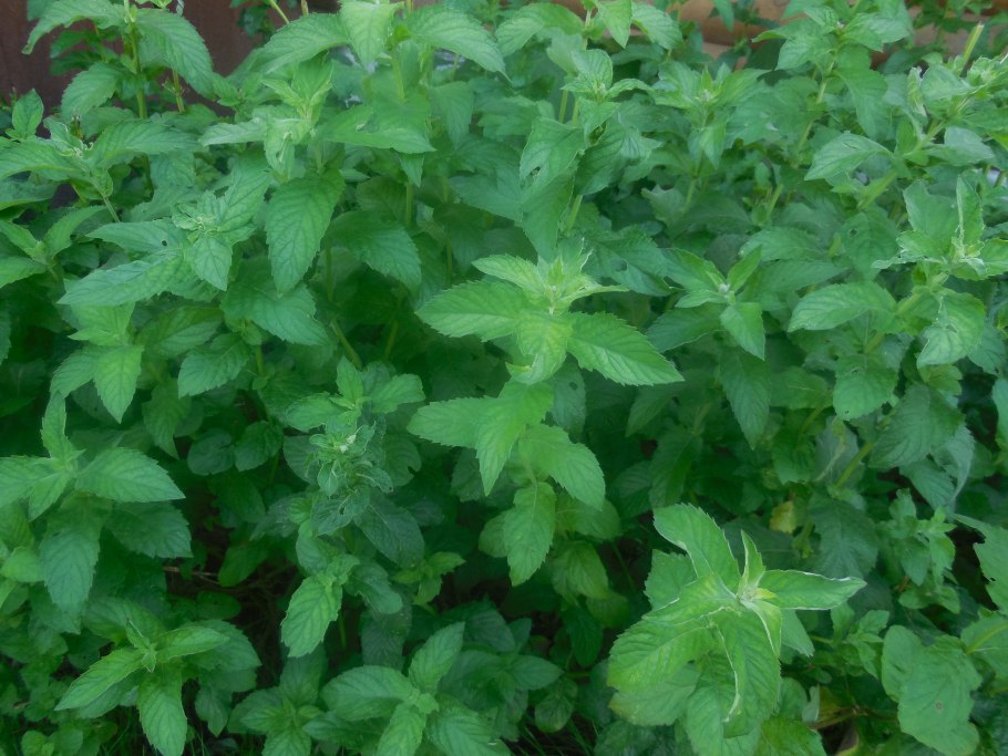 Мята израильская