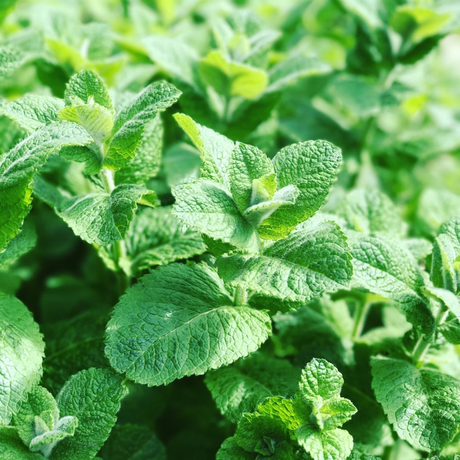 Мята перечная лист