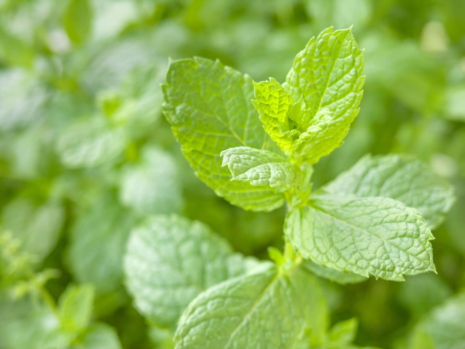 Мята перечная Пепперминт