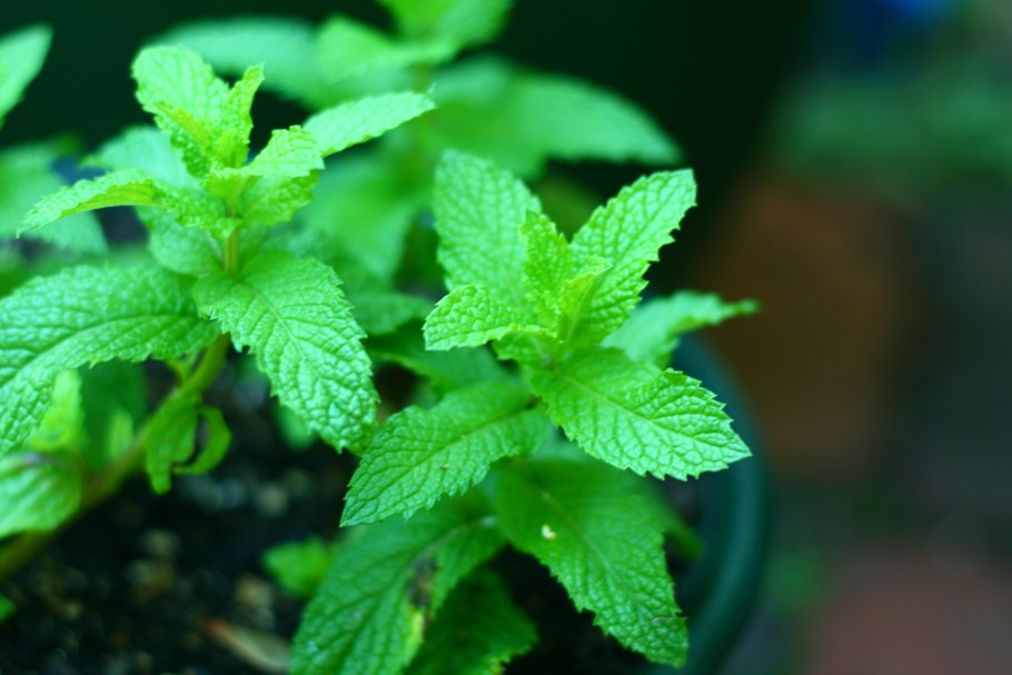 Мята перечная Красногорск